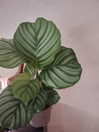 Calathea Orbifolia Planta Interior