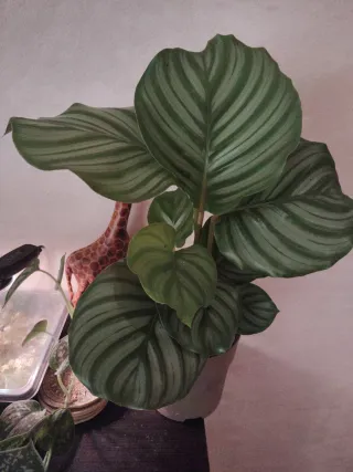 Calathea Orbifolia Planta Interior