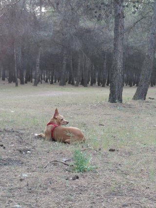Cuidadora de perros o paseos