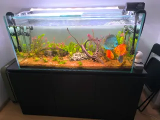 Acuario 300L Aquascape 120x50x55