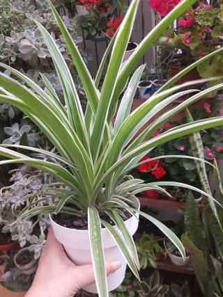 Planta Cinta (Lazo de Amor) en Maceta