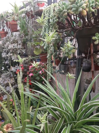 Planta Cinta en Maceta blanca decorativa