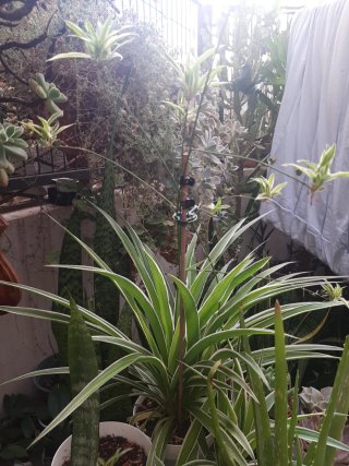 Planta Cinta en Maceta blanca decorativa