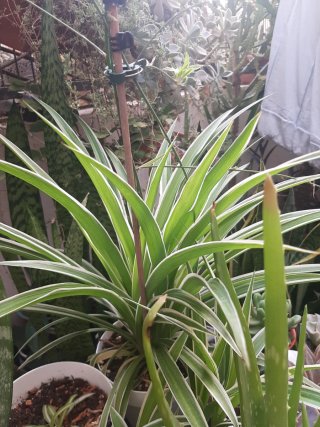 Planta Cinta en Maceta blanca decorativa