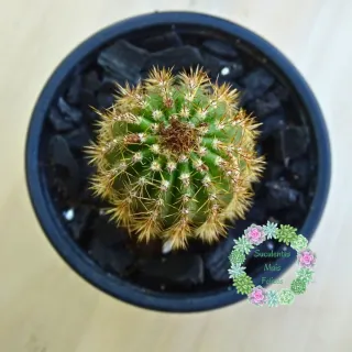 Cacto Trichocereus / Echinopsis - Flor Espetacular