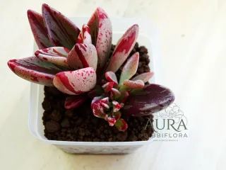 Lenophyllum guttatum "Red Variegata"