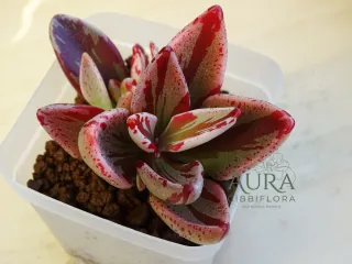 Lenophyllum guttatum "Red Variegata"