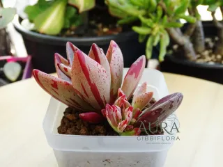 Lenophyllum guttatum "Red Variegata"