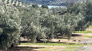 Parcela con agua propia .4165m. Casillas de Martos