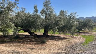 Parcela con agua propia .4165m. Casillas de Martos