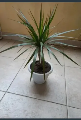 Planta de interior .y exterior