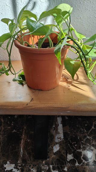 Planta Potus (Epipremnum aureum)