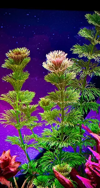 Pack 5 Plantas Acuario