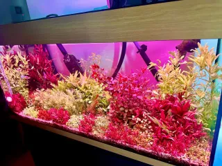 Pack 5 Plantas Acuario