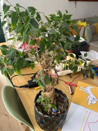 Planta de interior decorativa