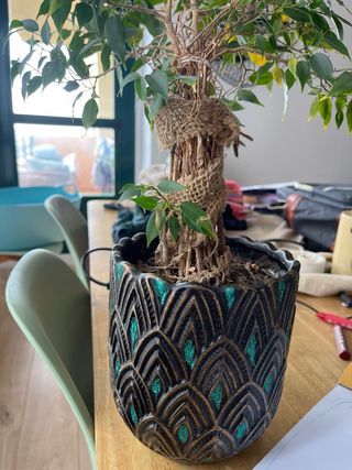 Planta de interior decorativa