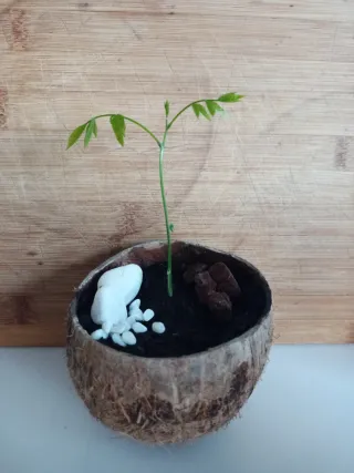 Planta de Glicina Wisteria Sinensis