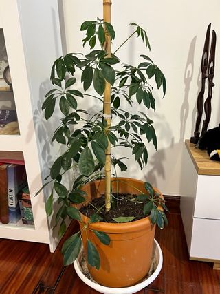 Planta de interior preciosa