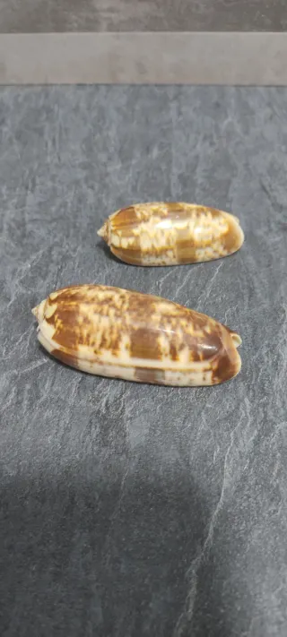 Conchiglie marine, set di 8