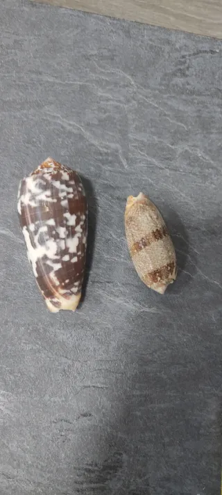 Conchiglie marine, set di 8