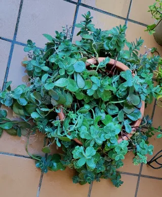 Planta Suculenta Sedum Spurium