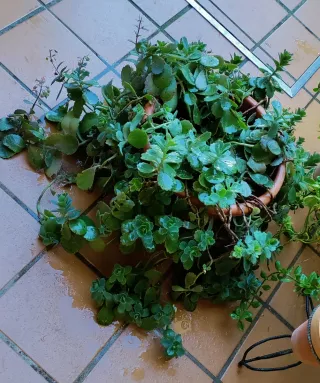 Planta Suculenta Sedum Spurium