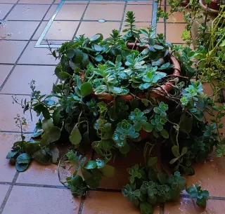 Planta Suculenta Sedum Spurium