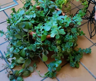 Planta Suculenta Sedum Spurium