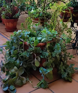 Planta Suculenta Sedum Spurium