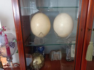 Huevos de avestruz decorativos
