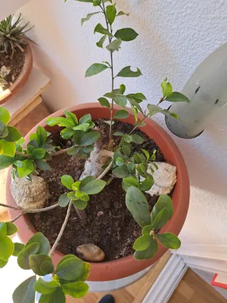 Árbol Bonsái con Maceta
