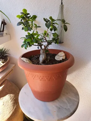 Árbol Bonsái con Maceta