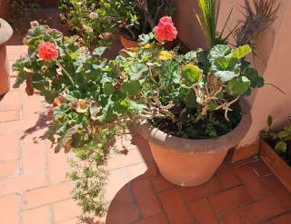 Maceta con Geranio y Palmera