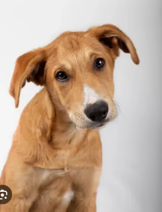 Servicio de paseo de perros en Barcelona