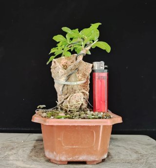 Pre bonsai GRANADO NEJIKAN OFERTA
