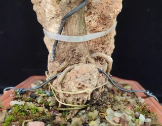 Pre bonsai GRANADO NEJIKAN OFERTA