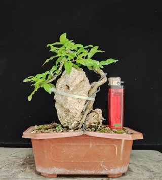 Pre bonsai GRANADO NEJIKAN OFERTA