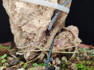 Pre bonsai GRANADO NEJIKAN OFERTA