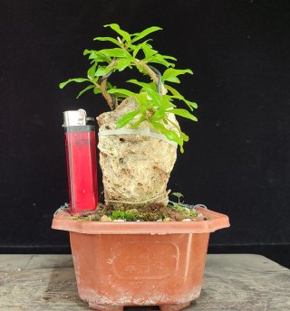 Pre bonsai GRANADO NEJIKAN OFERTA