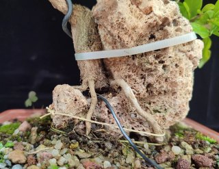 Pre bonsai GRANADO NEJIKAN OFERTA