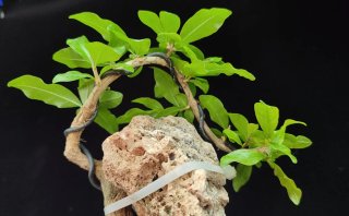 Pre bonsai GRANADO NEJIKAN OFERTA