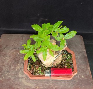 Pre bonsai GRANADO NEJIKAN OFERTA
