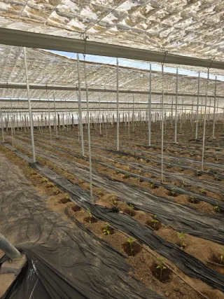 Invernadero 3400 m2 nuevo tubo