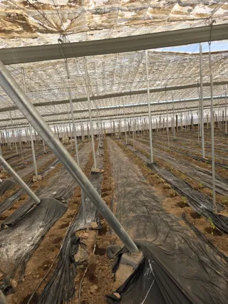 Invernadero 3400 m2 nuevo tubo