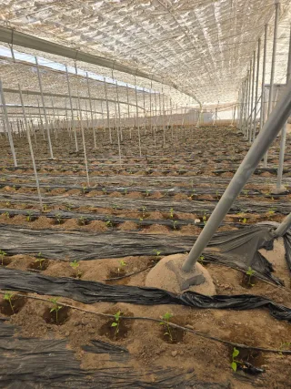 Invernadero 3400 m2 nuevo tubo