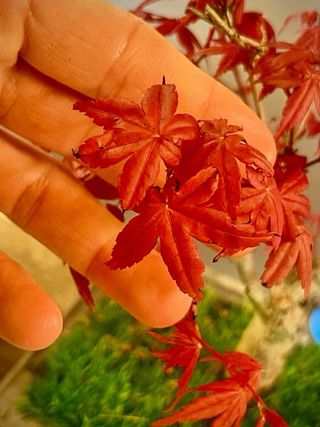 Bonsái de Arce Rojo