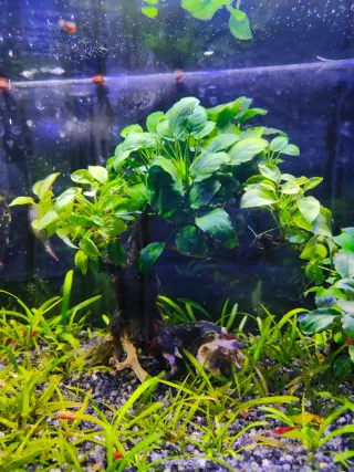 Bonsai acuático con Anubias