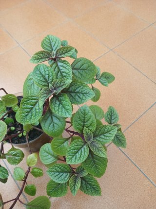Plectranthus purpuratus planta