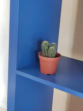 Cactus Echinopsis en maceta