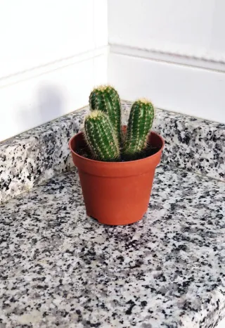 Cactus Echinopsis en maceta